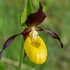 Lady's Slipper (Cypripedium calceolus) 