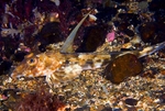 Callionymus sp.