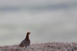 Teesdale  2018-04-18 15-15-01 