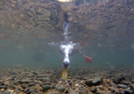 Mallard duck feeding underwater in Wiltshire.