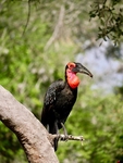 Southern Ground Hornbill South Africa