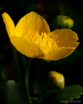 Marsh Marigold
