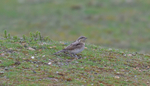 Wryneck