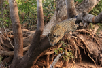 Jaguar hunting sequence (frame 3):  Mid-air, jumping from tree