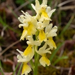 Few-flowered Orchid (Orchis pauciflora)