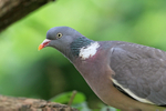 Close view of Woodpigeon, Oxfordshire, UK