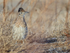 Greater Roadrunner showing crest, Bosque del Apache, New Mexico