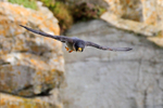 Peregrine (adult) in flight along the cliffs at Durlston
