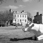 Urban cows