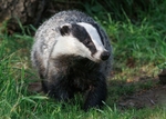 Badger