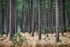 Pine Trunks 02