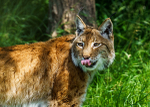 Big Cats-8