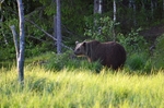 Brown Bear