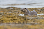 Otter in seaweed