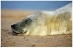 Grey Seal Pup Asleep