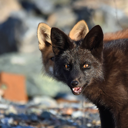 The afternoon sun helps to illuminate the silver highlights in this 10 week old (otherwise black)fox kit ... with it'…
