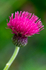Thistle - DSC_5360