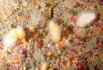 A mulitude of life forms on wall reef 5