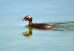 Slavonian Grebe