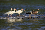 White Ibises nervous of incoming tide, Playa Cativo Lodge, Costa Rica