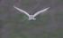 Barn Owl