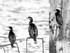 Cormorants 02