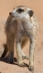 Curious meerkat