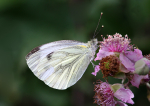 Green-Veined White
