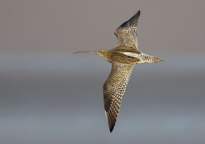 Eurasian Curlew - Dee Estuary - North Wales