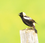 #1--Bobolink Spring Song