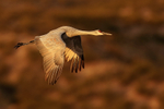 Sandhill Crane flying early morning, Bosque del Apache, New Mexico
