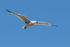 Audouin's Gull