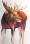 Bull Moose SOLD