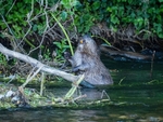 Eurasian Beaver