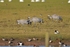 Common Cranes