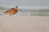 Marbled Godwit low angle shot, Fort De Soto Park, Florida
