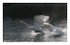 Swans Mating