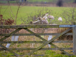 Short-eared Owl
