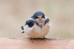 Barn Swallow immature 