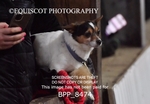 BPP_8474
