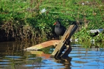 Moorhen