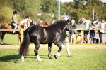 SBM_36540