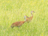 SANDHILL CRANES, JUNE 2018 - BRUCE PENINSULA