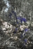 Blue Bells 3