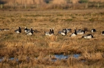 Barnacle Geese