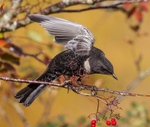 Ring Ouzel