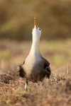 Waved Albatross sky-pointing, Espanola, Galapagos