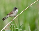 Whitethroat portfolio