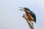 Kingfisher Alcedo Atthis016