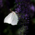 Brimstone Butterfly
